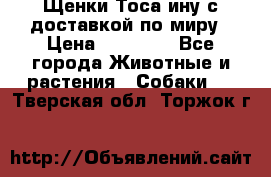 Щенки Тоса-ину с доставкой по миру › Цена ­ 68 000 - Все города Животные и растения » Собаки   . Тверская обл.,Торжок г.